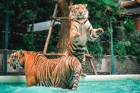 芭堤雅隱藏玩法：老虎公園從 “萌虎幼崽” 到 “巨型虎” 全體驗