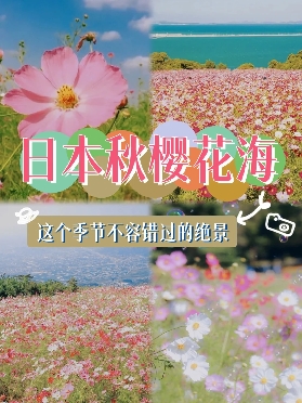2025.10.不能錯過的浪漫秋景，日本大波斯菊花海