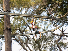 清邁 Jungle Flight：安全拉滿的全家歡叢林飛躍，穿越 1500 年雨林超治愈