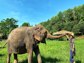 清邁康達大象保護營：與 “退休” 大象赴自然之約，零傷害互動太治愈