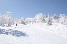 日本滑雪場必去清單🎿滑雪小白也能玩嗨！（含交通、接駁、周邊美食）