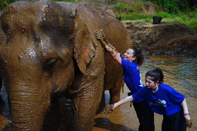 拒絕商業表演！清邁智慧大象保護營半日遊：酒店接送 + 河邊嬉水，每段互動都藏溫度