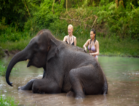 帶娃當大象誌願者！清邁叢林上午親子營：餵象、河邊洗澡、享美食，晨景裏藏滿歡樂