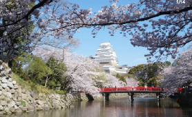 大阪出發30分鐘，沈浸式感受白鷺古城的風情