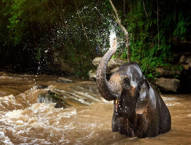 清邁叢林大象上午親子營：晨霧裏酒店接送，陪娃做 “象廚”+ 玩泥浴，親子時光超治愈