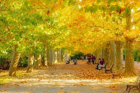 錯過等一年！日本紅葉季來了，最佳賞景地直接抄作業！還有賞楓大促看完幫你省一半預算！