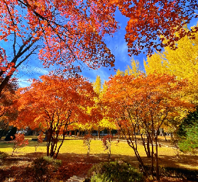 韓國最美秋天在這裏🍁南怡島浪漫楓葉季（含交通攻略）