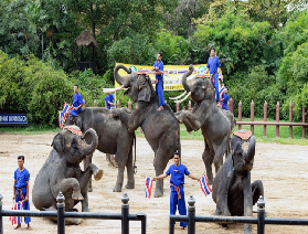 曼谷隱藏款玩法！三攀大象營 + 鱷魚公園解鎖泰式風情新體驗