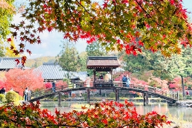 日本賞楓勝地：岐阜虎溪山永保寺賞楓與交通全指南