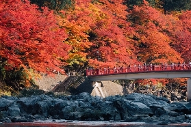 愛知香嵐溪紅葉：2025年11月楓葉節限定活動總整理