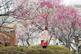 早春賞梅必去：2026 熱海梅園梅花節特色活動攻略