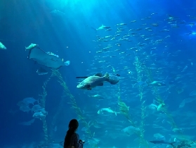 濟州島水族館必去打卡地，碼住這篇不虛此行