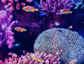 曼谷親子自由行必沖！SEA LIFE 暹羅海洋世界：沈浸式玩學，娃嗨翻一整天