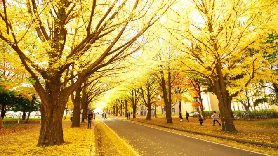 2025日本賞楓／銀杏預測：第二波紅葉時間表公開！東京、大阪最佳觀賞日出爐