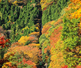 日本賞秋攻略來了（附最新紅葉時刻圖）~這些日本絕美賞紅葉勝地，你知道嗎？