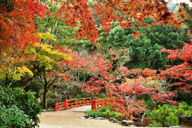 25日本紅葉季親子賞楓指南：9 大絕美聖地，帶娃解鎖秋日浪漫