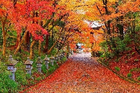 日本京都紅葉小眾景點推薦：唐風庭院與紅葉夜燈秘境