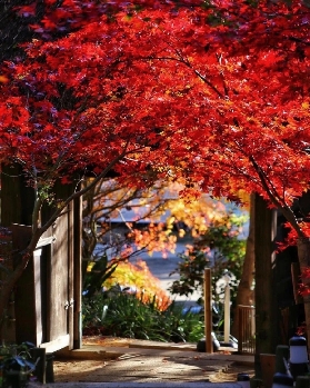 京都周邊賞楓｜滋賀 7 大紅葉名所，私藏秋日絕景