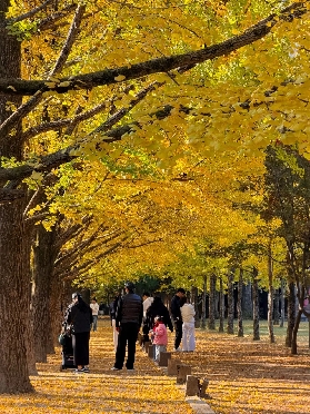 11月的南怡島，藏著韓國最溫柔的秋