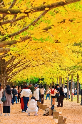 南怡島秋約｜銀杏楓葉正盛，這份吃喝玩樂全攻略請收好