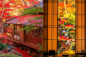 日本賞楓一日遊推薦｜關西/名古屋/東京，三線出發輕松玩遍紅葉名所！