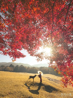 11月日本紅葉黃金期：避開人潮的小眾路線推薦
