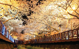 2026鎮海櫻花節一日遊｜臺灣人實測！4大打卡亮點+行程懶人包💖