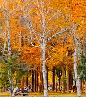 25韓國南怡島全攻略：從《冬季戀歌》童話世界到冒險之旅