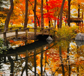 【2025最新】韓國南怡島終極遊玩攻略：行前準備、交通、吃喝玩樂全解析