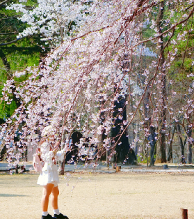 南怡島四季風物詩：一張時間表，告訴你何時遇見最美的童話世界
