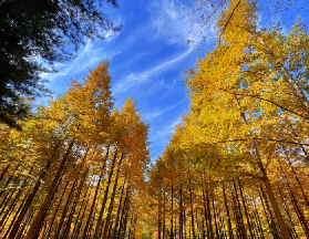 【完全交通手冊】韓國南怡島怎麼去？一篇搞定所有路線、票價與省時秘訣