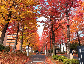 12月楓葉季的京都🍁