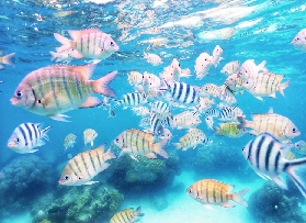 芭達雅浮潛實測｜見到尼莫超興奮！避坑指南+隱藏亮點✨