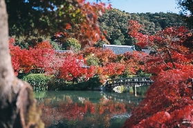 🍁誰懂啊！日本秋日旅行天花板：白天追楓紅，晚上泡暖湯♨️