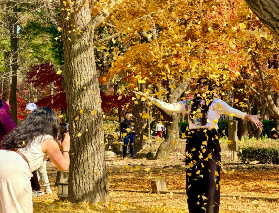 南怡島全攻略：韓國童話島嶼的四季美景與深度體驗