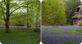 倫敦邱園遊玩總結｜5個必避坑&實用交通指南📝