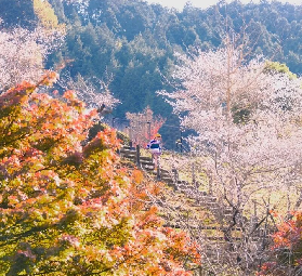 日本11月紅葉與櫻花同時盛放，參加秋季的櫻花祭典！