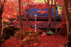 日本京都值得去無數次的賞楓秘境！🍁