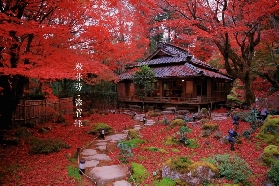 京都限時賞楓專線！含教林坊點燈門票，再也不用自己折騰交通了！