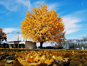 日本紅葉黑馬：長野長園寺