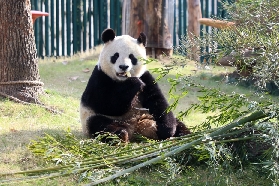 上海野生動物園｜預訂前必睇！5個避坑點+超抵玩法✨