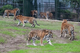 上海野生動物園實測｜萌到爆的互動體驗！這些時間點別錯過🤩