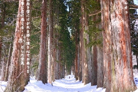 長野冬日必玩！雪猴泡溫泉+雪屋童話村2選1實測✨