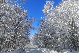 東京出發雪季玩什麽？雪猴/雪屋/戶隱真實體驗分享📸