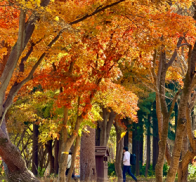 南怡島秋日絮語：紅葉盛宴與交通全攻略