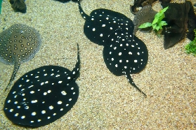 多倫多瑞普利水族館｜親子遊必去！鯊魚隧道+水母星球超讚🤩