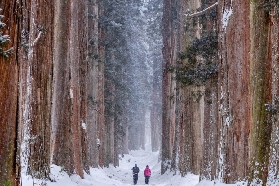 長野冬季自由行｜雪中神社、泡湯雪猴，童話感拉滿！