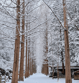 冬季限定・韓國南怡島童話仙境全攻略：高空飛索×渡輪夢幻體驗