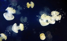 臺灣人遊溫哥華水族館！這3個亮點別錯過🤩