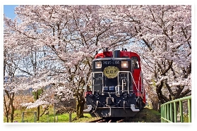 嵐山小火車賞櫻預訂｜櫻花隧道必搶攻略